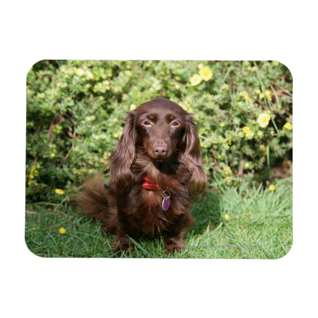 Brown Long-hårade Miniature Dachshund Magnet (Horisontell)