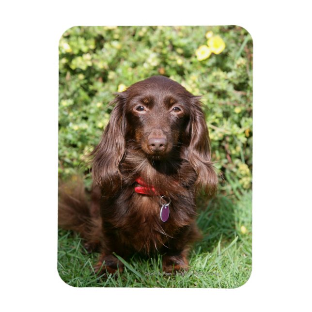 Brown Long-hårade Miniature Dachshund Magnet (Vertikal)