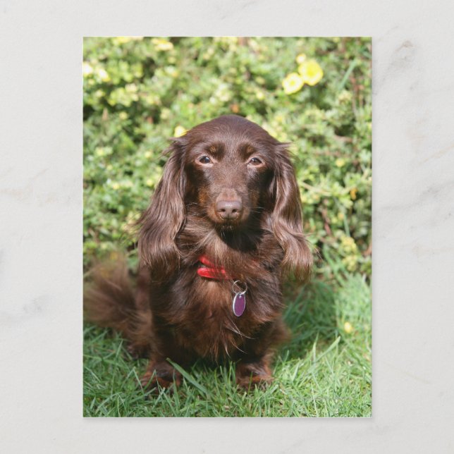 Brown Long-hårade Miniature Dachshund Vykort (Framsida)