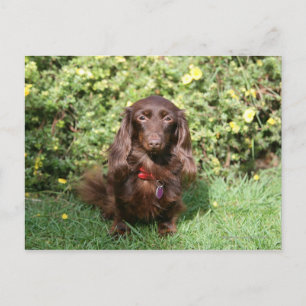 Brown Long-hårade Miniature Dachshund Vykort