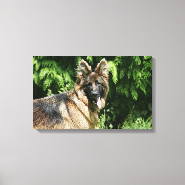 Brown Long Hved German Shepherd 1 Canvastryck (Framsida)