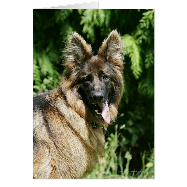 Brown Long Hved German Shepherd 1 Hälsningskort (Framsidan)
