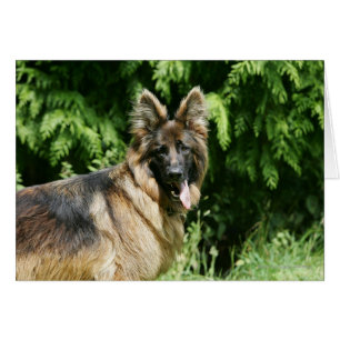 Brown Long Hved German Shepherd 1 Hälsningskort