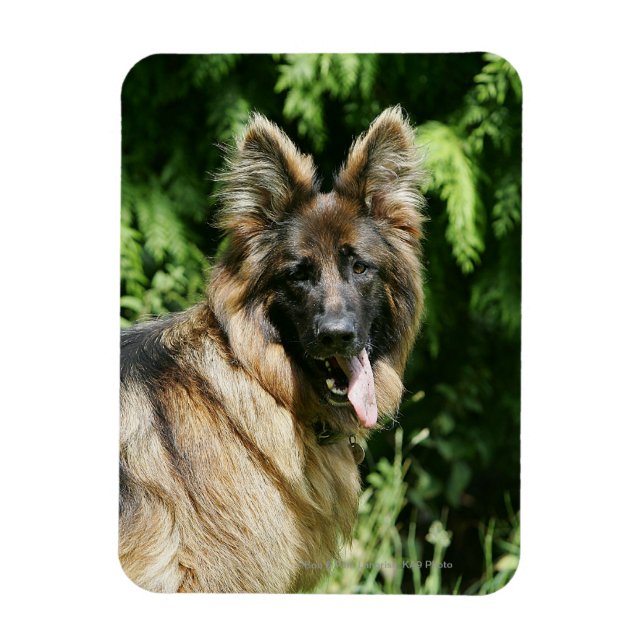 Brown Long Hved German Shepherd 1 Magnet (Vertikal)