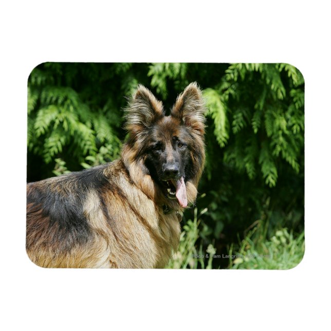 Brown Long Hved German Shepherd 1 Magnet (Horisontell)