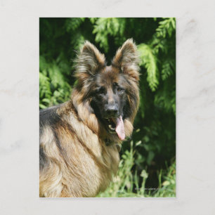Brown Long Hved German Shepherd 1 Vykort