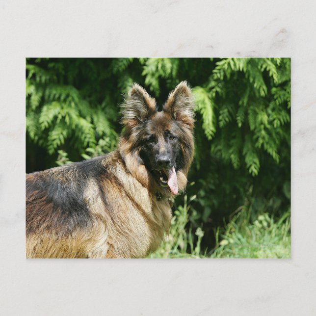 Brown Long Hved German Shepherd 1 Vykort (Framsida)