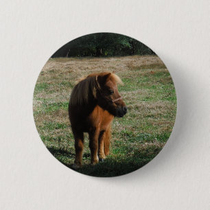 Brown Miniature Horses Knapp