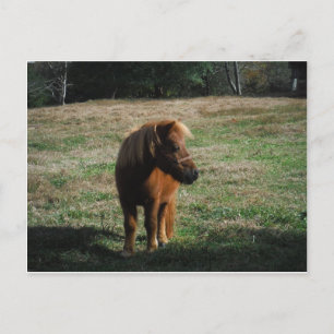 Brown Miniature Horses Vykort