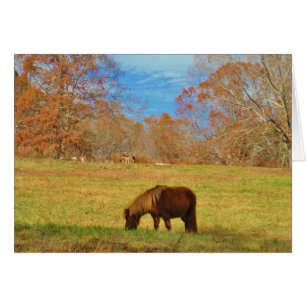 Brown miniature Pony Hälsningskort