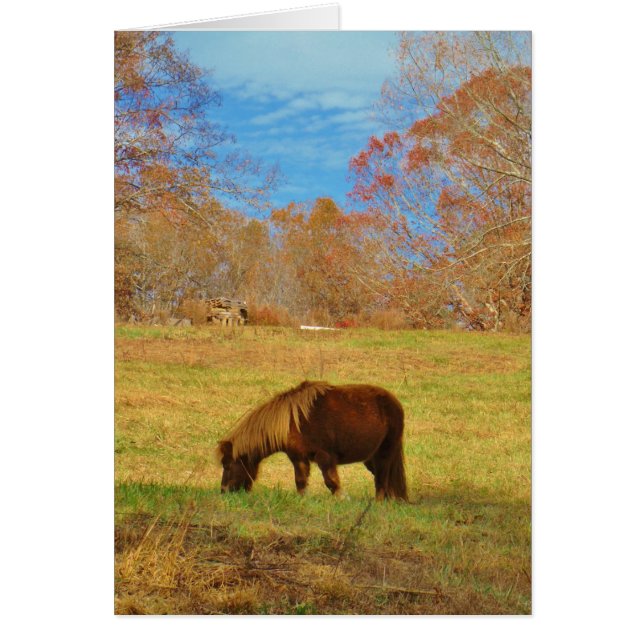 Brown miniature Pony Hälsningskort (Framsidan)
