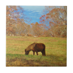 Brown miniature Pony Kakelplatta