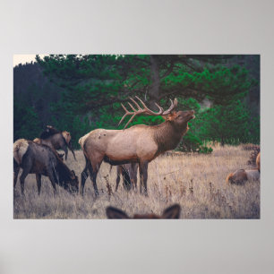 BROWN MOOSE NÄRA GRÖNTEN TRÄD VID DAGTIDEN POSTER