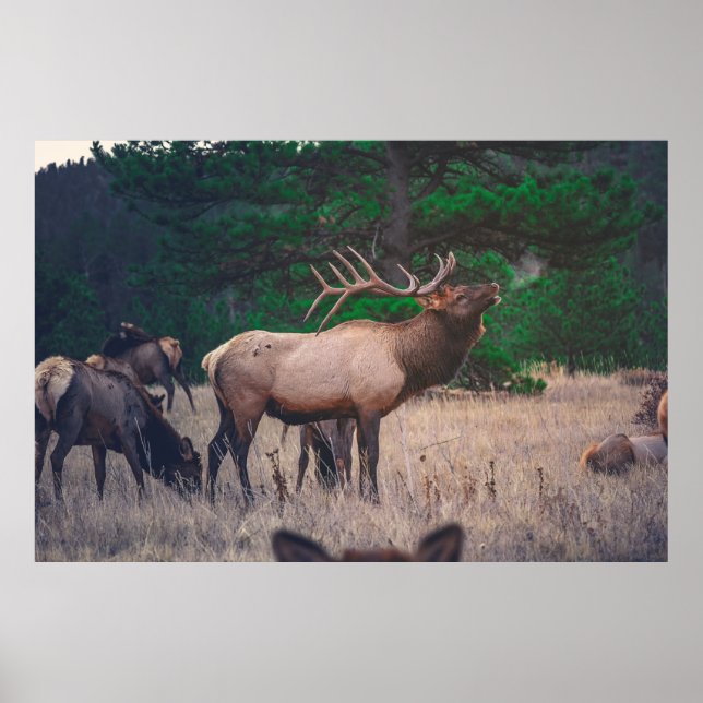 BROWN MOOSE NÄRA GRÖNTEN TRÄD VID DAGTIDEN POSTER (Framsidan)