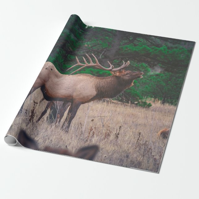 BROWN MOOSE NÄRA GRÖNTEN TRÄD VID DAGTIDEN PRESENTPAPPER (Utrullad)