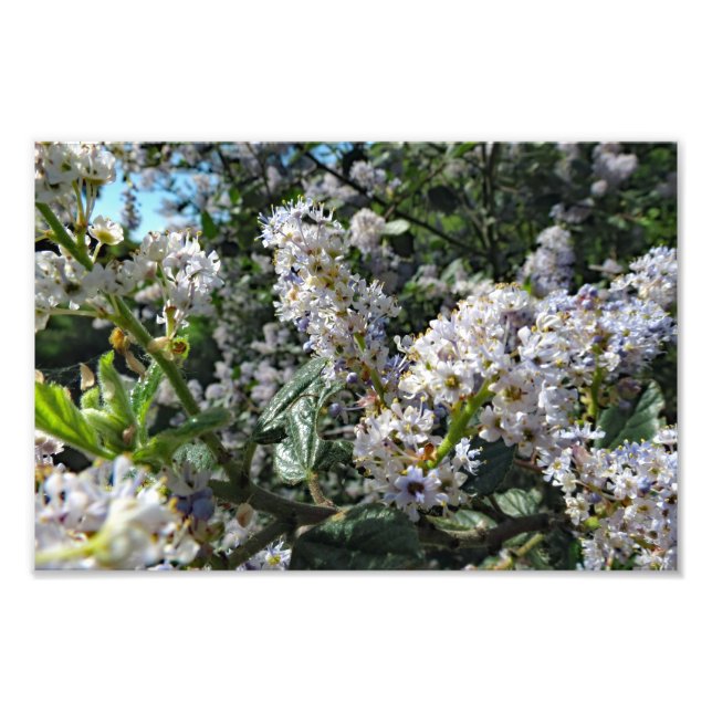 Brown Mountain Fototryck (Framsidan)