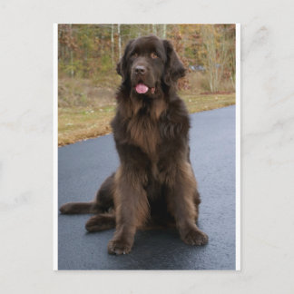 Brown Newfie Vykort