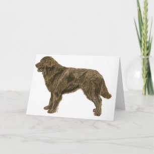 Brown Newfoundland Hund Card Kort