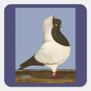 Brown Nun Pigeon Fyrkantigt Klistermärke