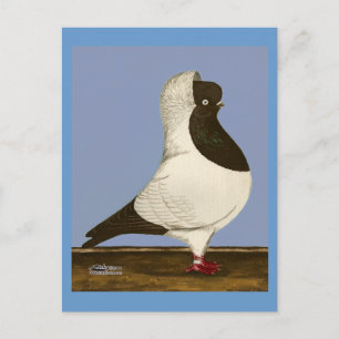 Brown Nun Pigeon Vykort