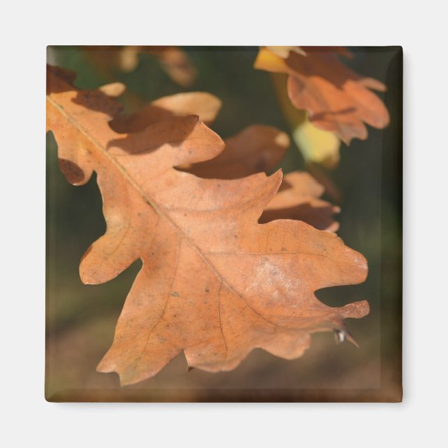 Brown Oak Löv Magnet (Framsidan)
