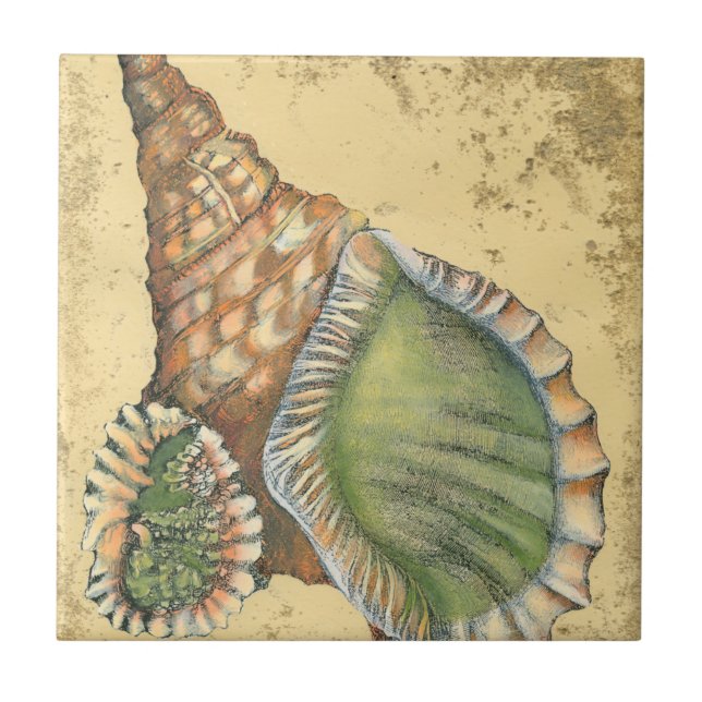 Brown och Grönt Seashell Kakelplatta (Framsidan)