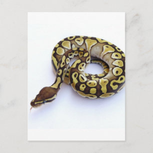 Brown och Guld Boll Python 2 Vykort