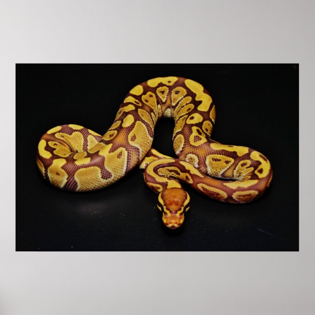 Brown och Guld Boll Python Poster (Framsidan)