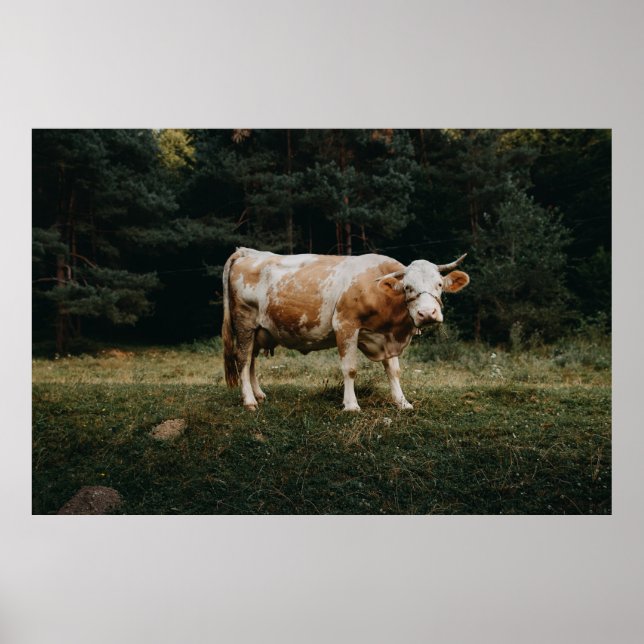 BROWN OCH WHITCHAINED COW POSTER (Framsidan)
