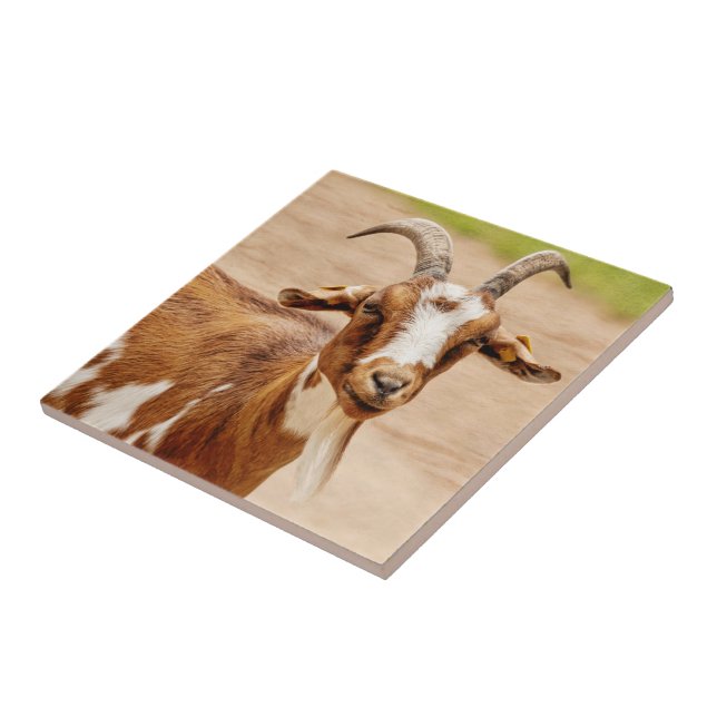 Brown och White Goat Kakelplatta (Sidan)
