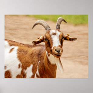 Brown och White Goat Poster
