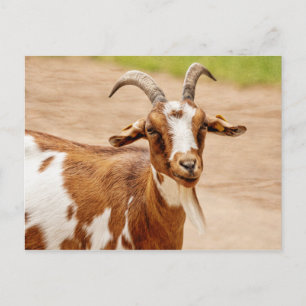 Brown och White Goat Vykort