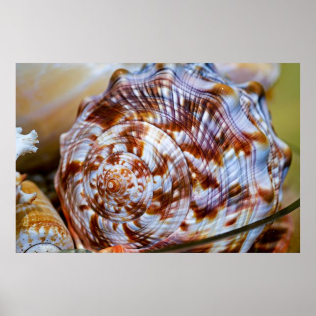 Brown och White Seashell Poster (Framsidan)