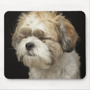 Brown och white Shih Tzu med öga stängt Musmatta