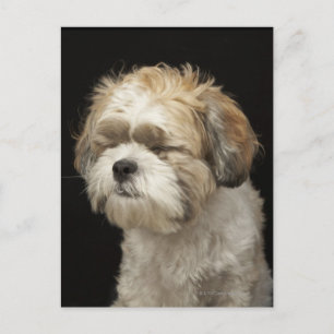 Brown och white Shih Tzu med öga stängt Vykort