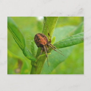 Brown Orange Araneus (?) Spider Postcard Vykort