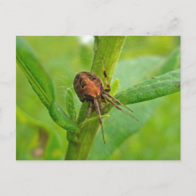 Brown Orange Araneus (?) Spider Postcard Vykort (Framsida)