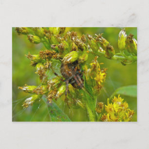 Brown Orange Araneus (?) Spider Postcard Vykort