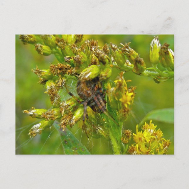 Brown Orange Araneus (?) Spider Postcard Vykort (Framsida)