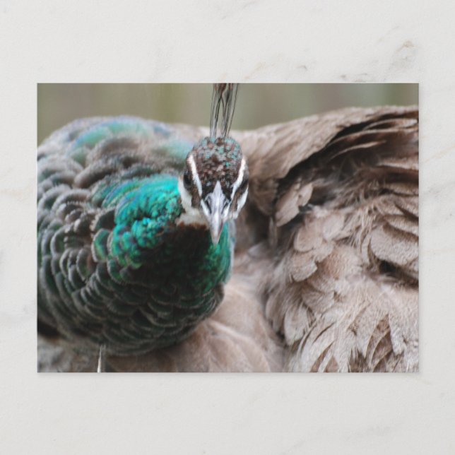 Brown Peacock Postcard Vykort (Framsida)