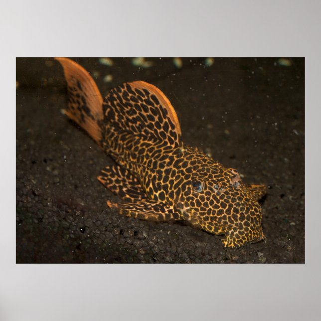 Brown Peckoltia Compta Poster (Framsidan)