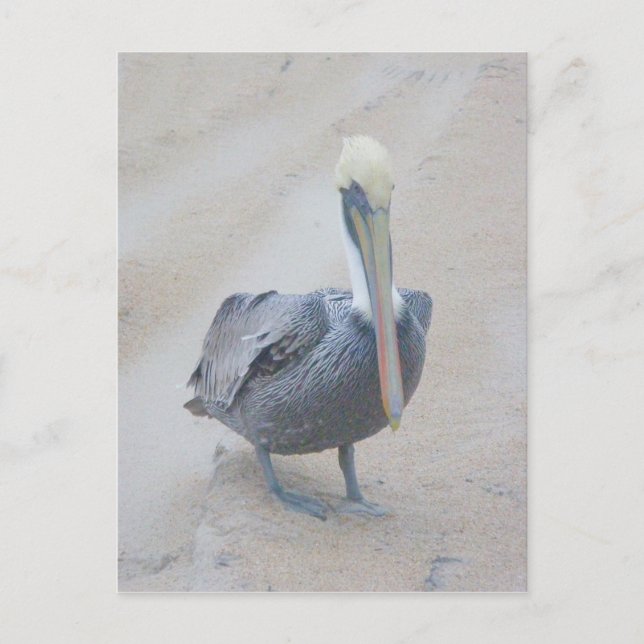 Brown Pelican #2 OBX-vykort Vykort (Framsida)