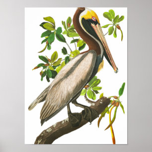 Brown Pelican av John James Audubon Poster