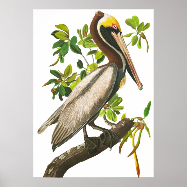 Brown Pelican av John James Audubon Poster (Framsidan)