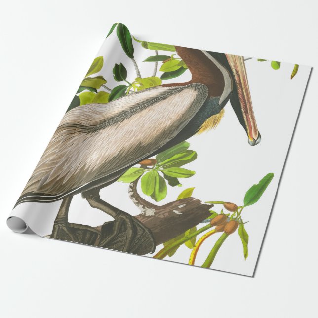 Brown Pelican av John James Audubon Presentpapper (Utrullad)