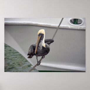 Brown Pelican Balancing på en Rope, Florida Poster