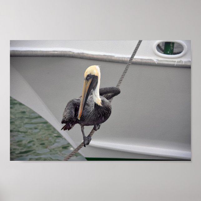 Brown Pelican Balancing på en Rope, Florida Poster (Framsidan)