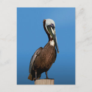 Brown Pelican Bird på en Post Vykort