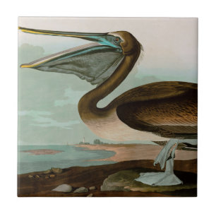Brown Pelican Birds of America Audubon Print Kakelplatta