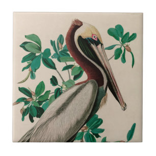 Brown Pelican Birds of America Audubon Print Kakelplatta